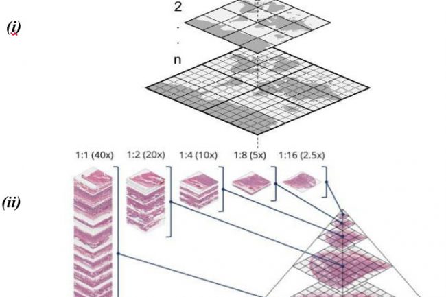 Fig. 5: (i) Vector tile pyramid structure with zoom levels. (ii) An example of the many zoom levels of a pyramidal structure for a concrete WSI