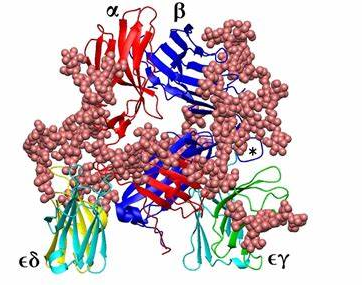 CD3 protein (epsilon /delta ectodomain dimer). CD3 is present on the surface of T-lymphocytes and is required for T-cell activation.
The γ subunit of the CD3 complex is commonly known as CD3 gamma.
The δ subunit of the CD3 complex is commonly known as the CD3 delta.
The ε subunit of the CD3 complex is commonly referred to as CD3 epsilon.
The ζ subunit of the CD3 complex is commonly referred to as CD3 zeta.