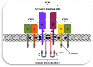Schematic representation of the T-cell receptor-CD3 complex. The heterocomplex is formed by variable TCR-α and TCR-β chains coupled to three dimeric signaling transduction modules CD3δ/ε, CD3γ/ε, and CD3ζ/ζ or CD247. CD3, Cluster of differentiation 3; CD247, a cluster of differentiation 247 or CD3ζ/ζ; ITAM, immunoreceptor tyrosine-based activation motif; TCR, T-cell receptor.