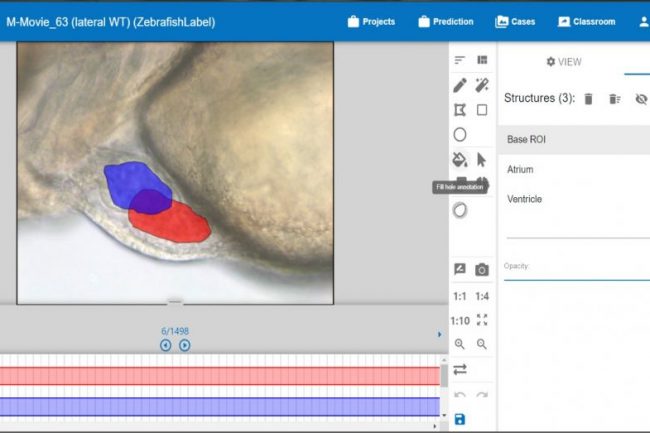 The annotated atrium and ventricle of the zebrafish heart. (dotts in the lower red and blue line indicate annotated scenes)