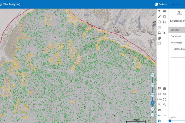 Zoomlevel: 40x; lowest opacity