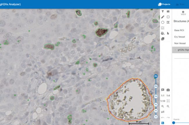 Zoomlevel 40x; lowest opacity