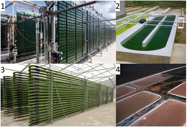 Algae production types: 1. Flat plate airlift reactors 2. Raceway Pond 3.Tube reactors 4. Open Pond