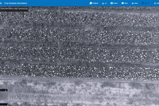View of the same field in a wavelength invisible to humans.