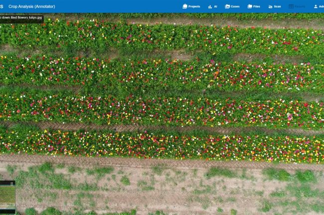 RGB view of a field, like a human would see it.
